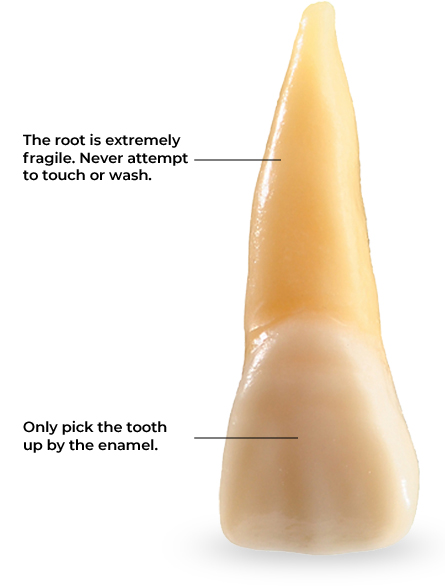 The root is extremely fragile! Never attempt to touch or wash. Only pick up the tooth by the enamel